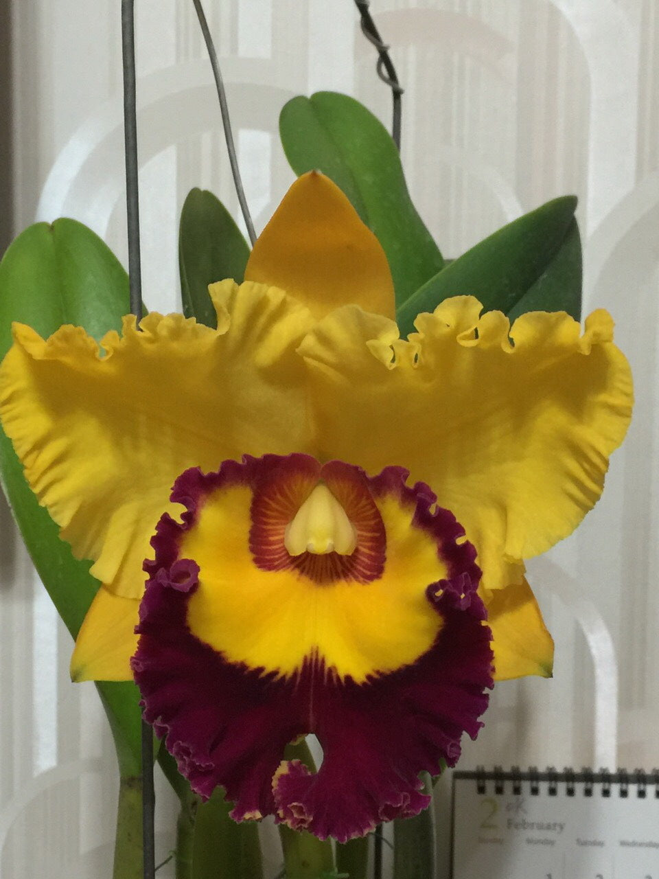 Rhyncholaeliocattleya Village Chief Triumph ' Golden Tai Chi'