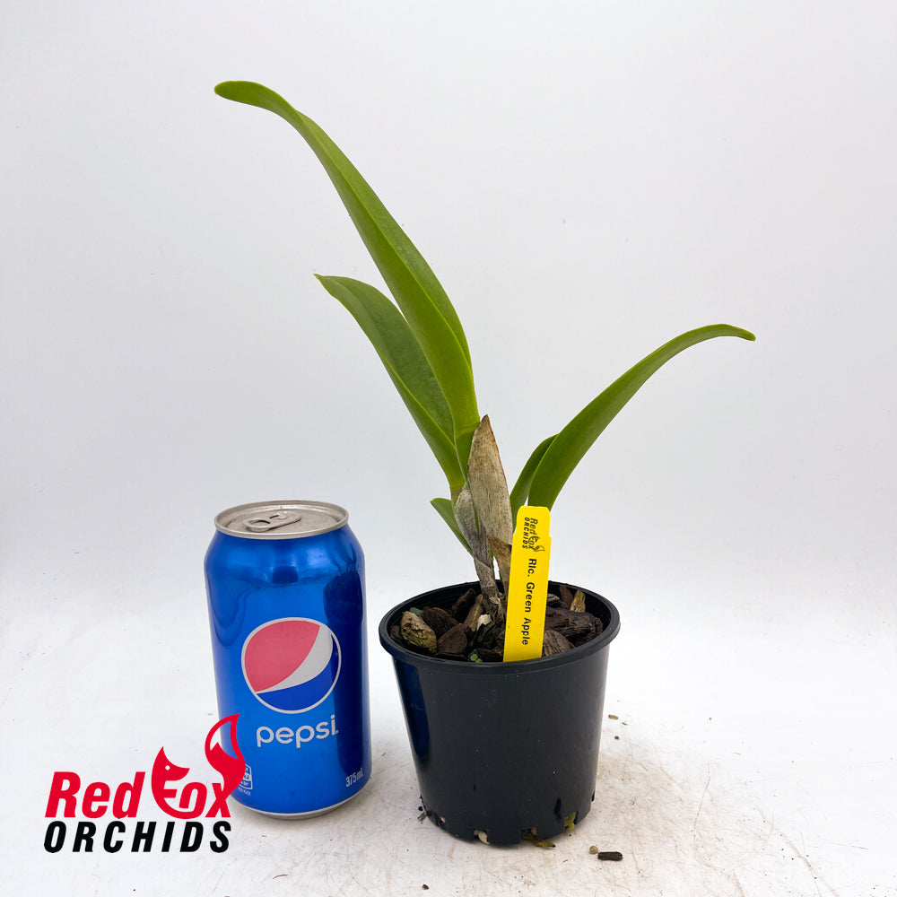 Rhyncholaeliocattleya Green Apple