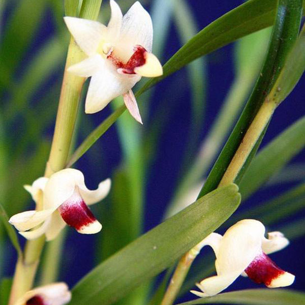 Dendrobium bilobum