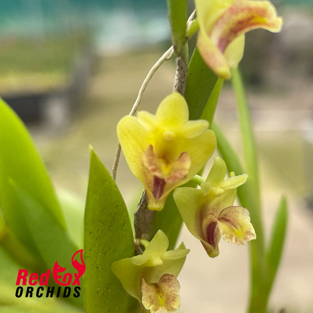 Dendrobium keithii