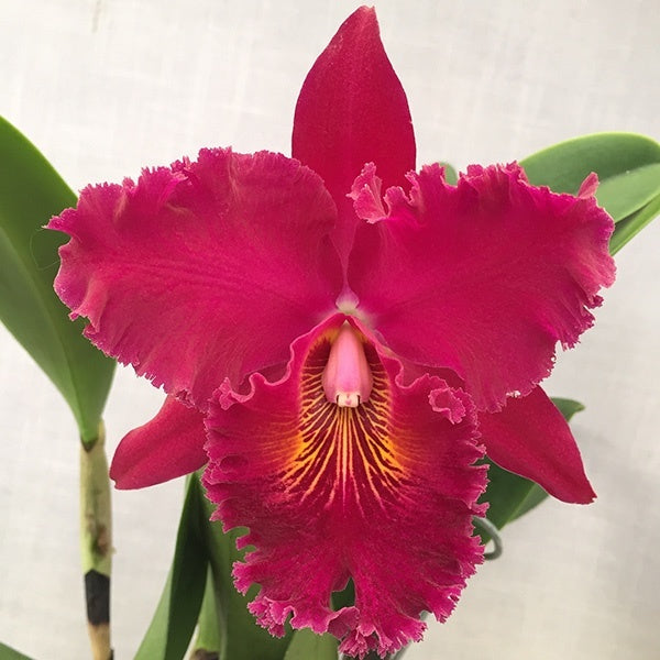 Rhyncholaeliocattleya Chia Lin 'New City'
