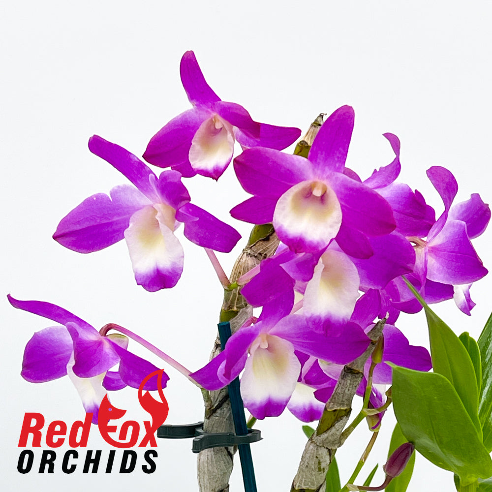 Dendrobium Hamana Lake 'Dream'