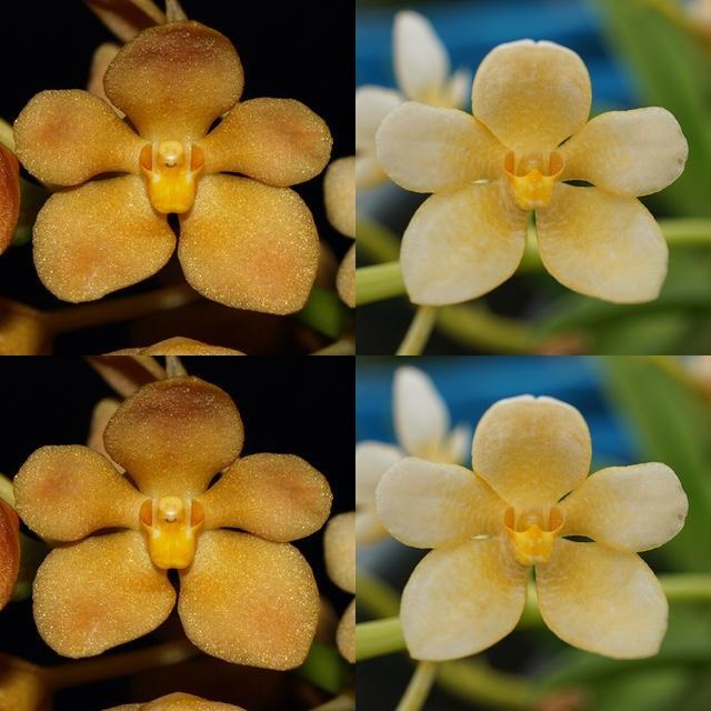 Sarcochilus Kulnura Mischief 'Orange Gold' x Parma 'Fran'