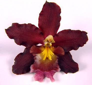 Wilsonara Oporto 'Burgundy Bliss'