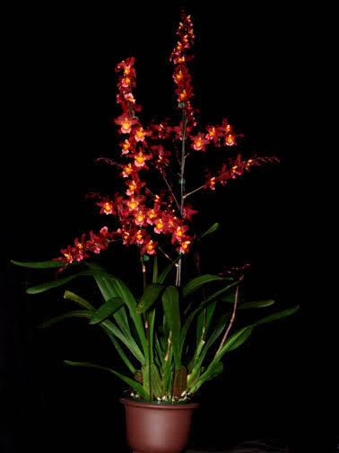 Wilsonara Oporto 'Burgundy Bliss'