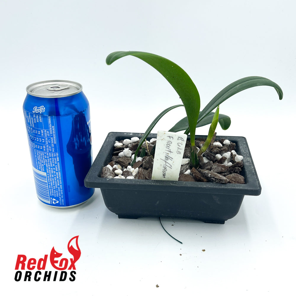 Bulbophyllum fritilliflorum