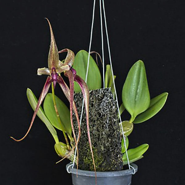 Bulbophyllum Khoon Meng