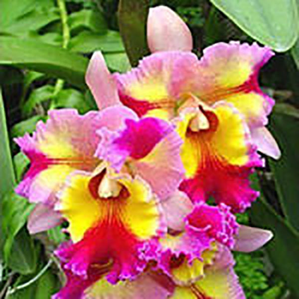 Rhyncholaeliocattleya Hawaiian Super Flare ‘Carmela’