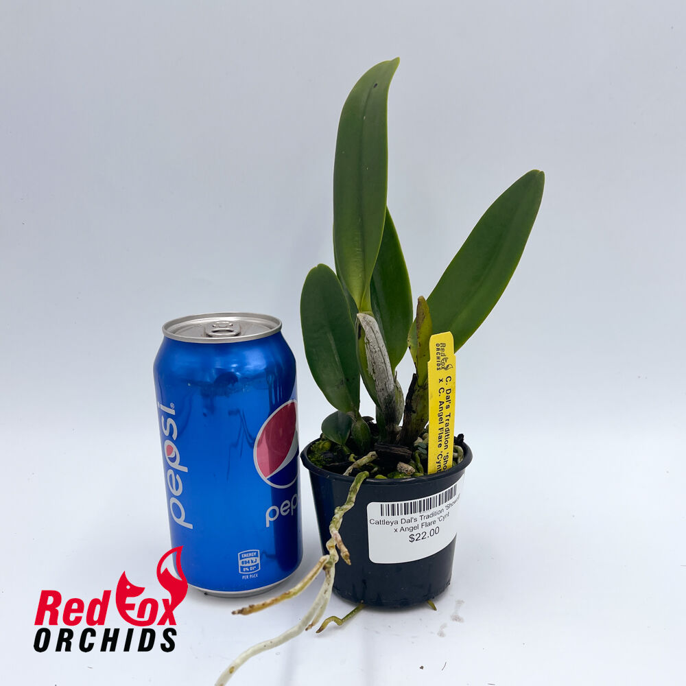 Cattleya Dal's Tradition 'Showoff' x Angel Flare 'Cynthia'