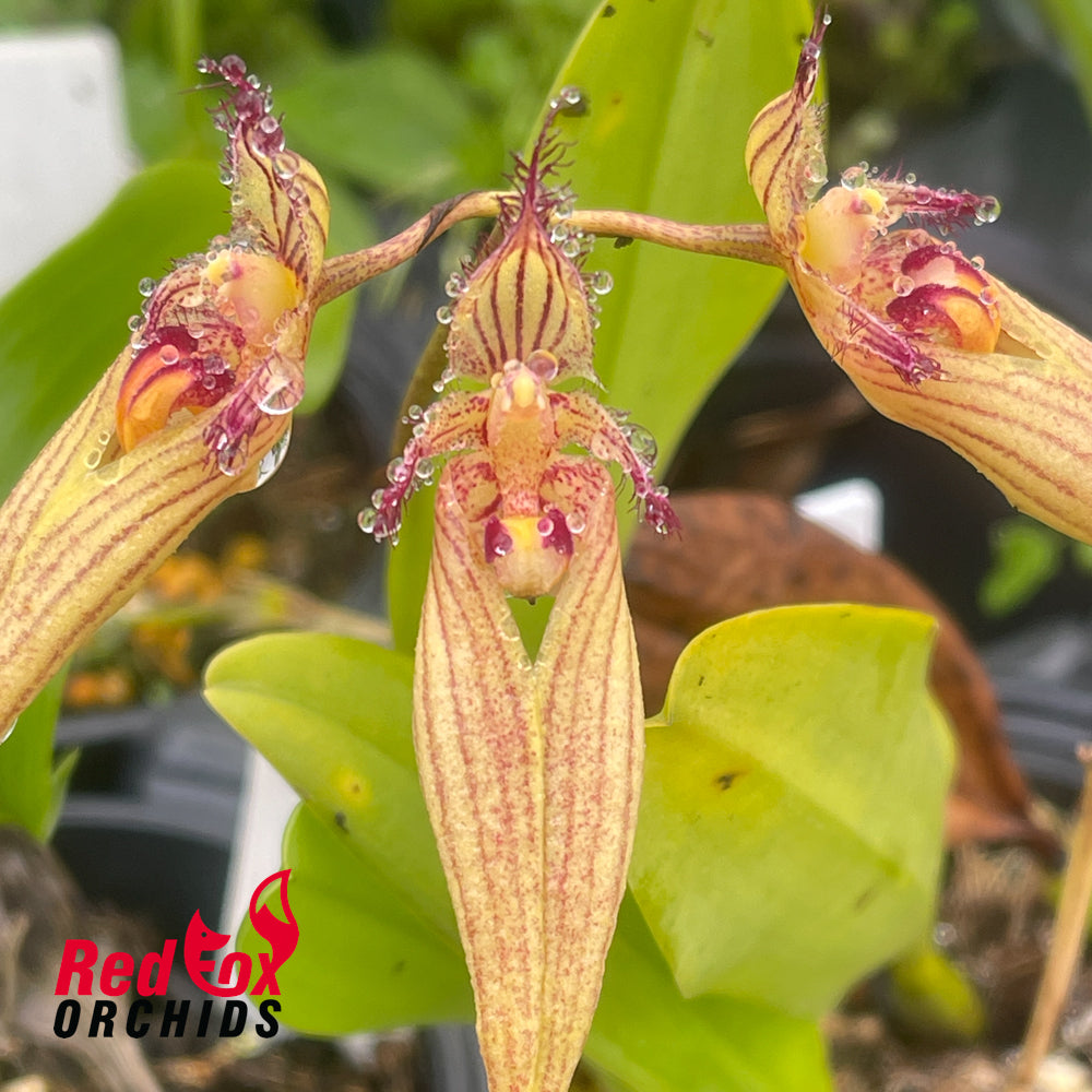 Bulbophyllum Wilmar Sunrise