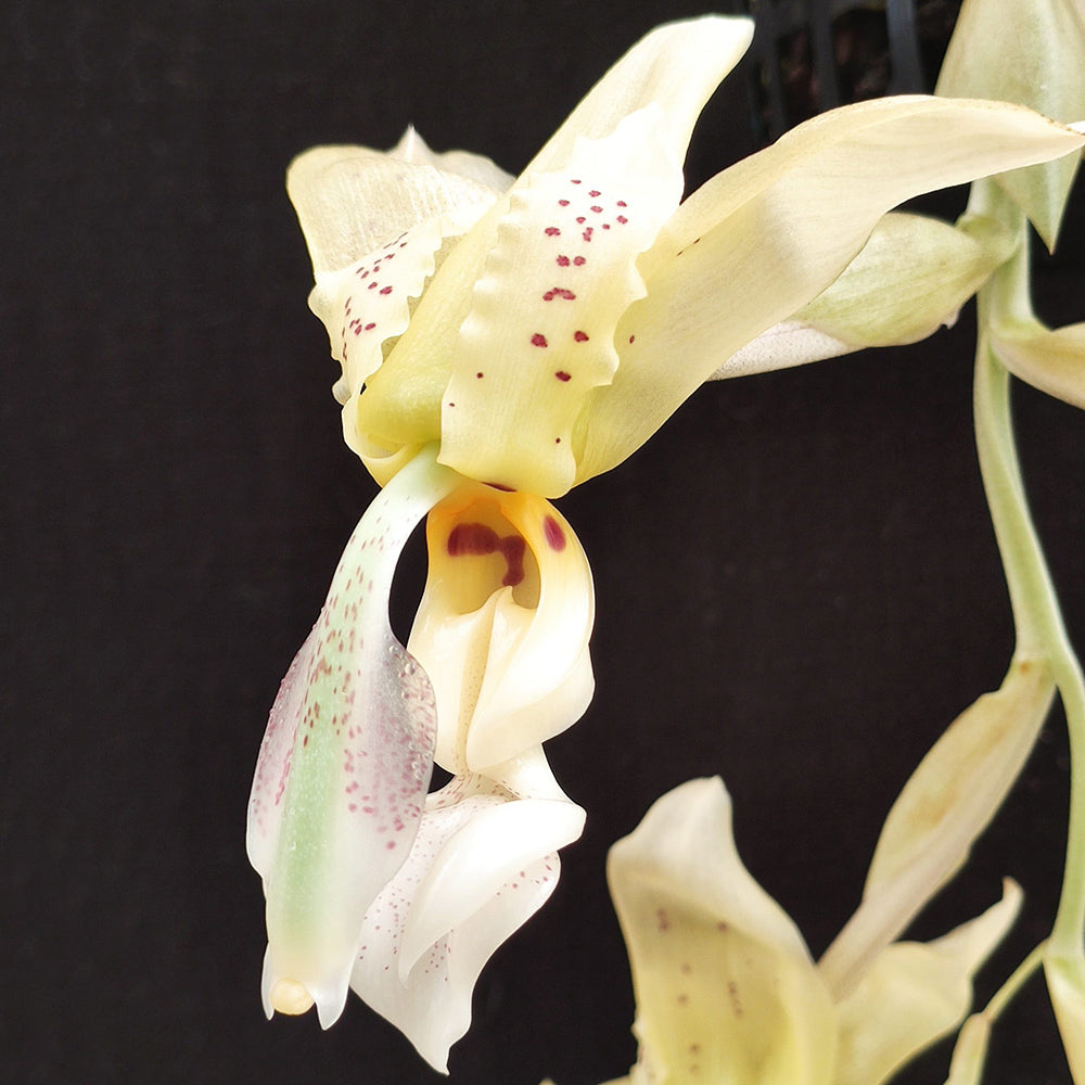 Stanhopea inodora