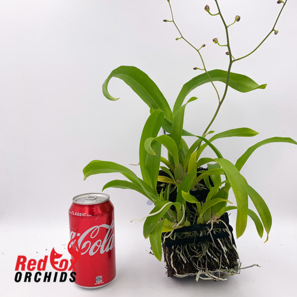 Oncidium Sweet Ears 'The OrchidWorks'