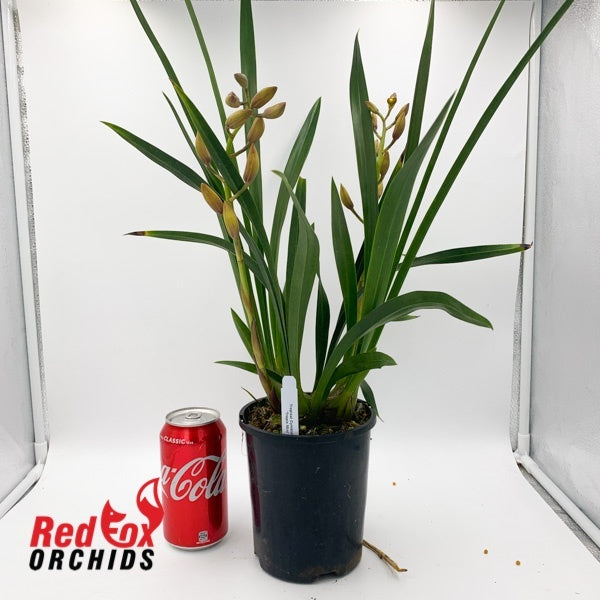 Cymbidium 'Tropic Mini'