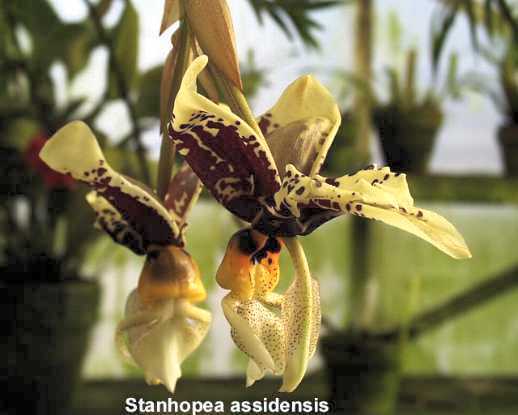 Stanhopea greerii x assidesis