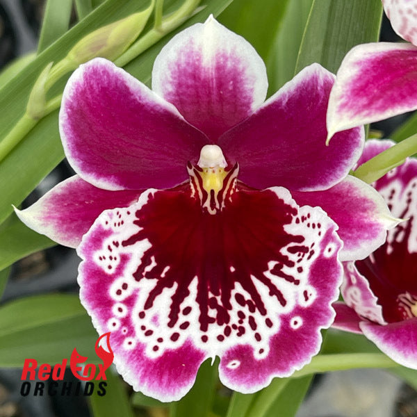 Miltoniopsis Morris Chestnut 'HOF #6'
