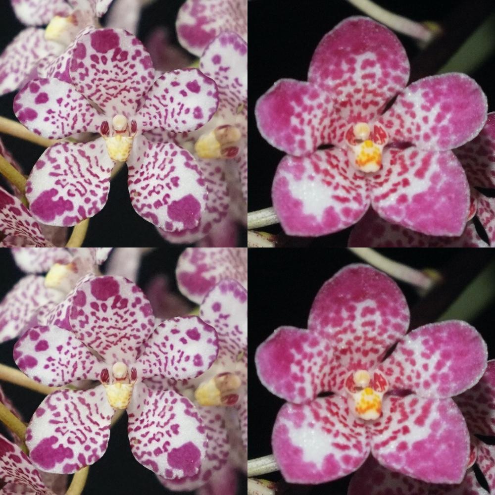 Sarcochilus Maria 'Tips' x Kulnura Secure 'Pepper N Pink' HCC/AOC
