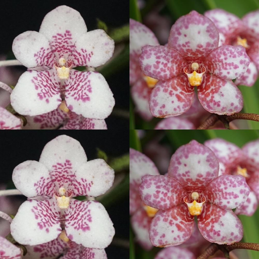 Sarcochilus Maria 'DD' x Kulnura Absolute 'Dot' AM/AOC