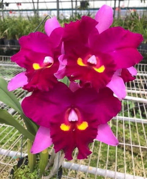 Rhyncholaeliocattleya Chief Dancing