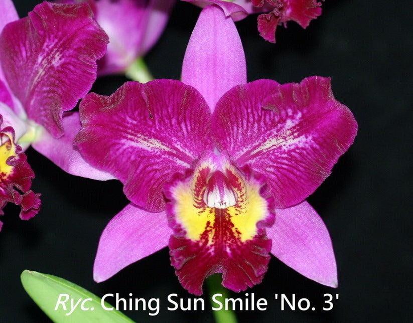 Rhyncatlaelia Ching Sun Smile '#3'