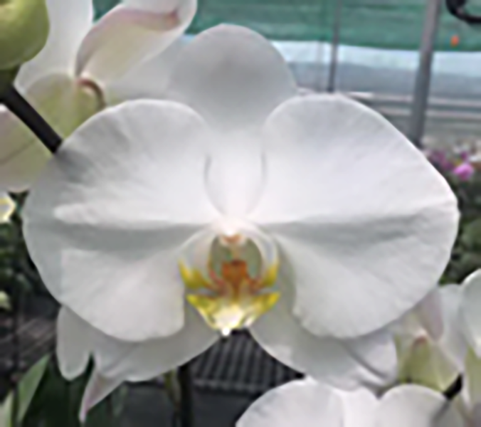 Phalaenopsis Kirei Kawi