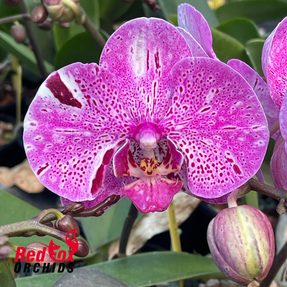 Phalaenopsis Fortune Cat