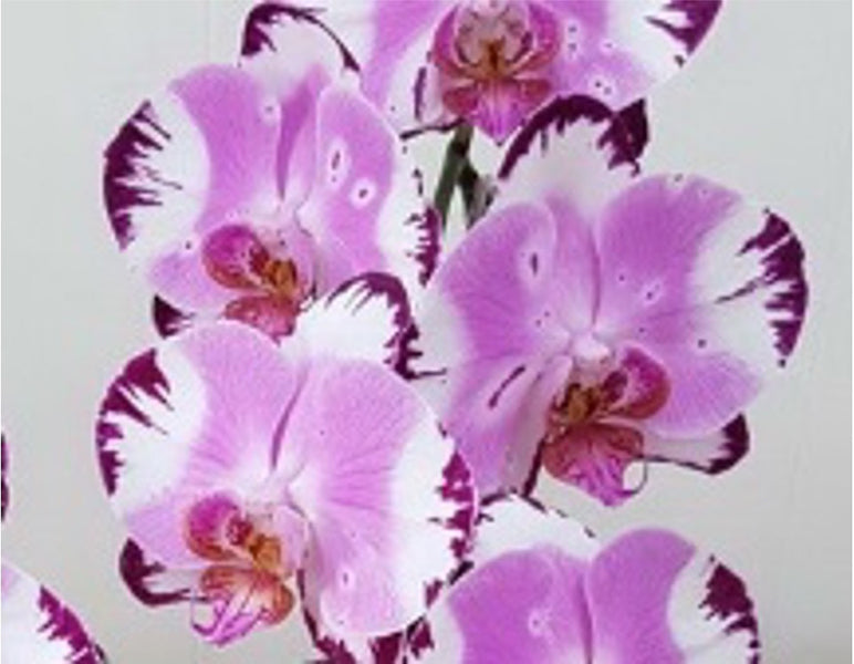 Phalaenopsis Thunderbolt