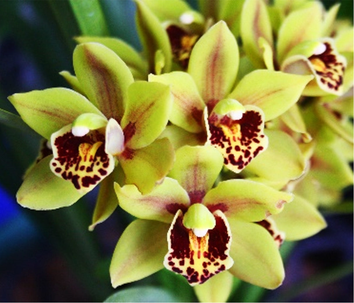 Cymbidium Eastern Wind 'Red Lip Emerald'