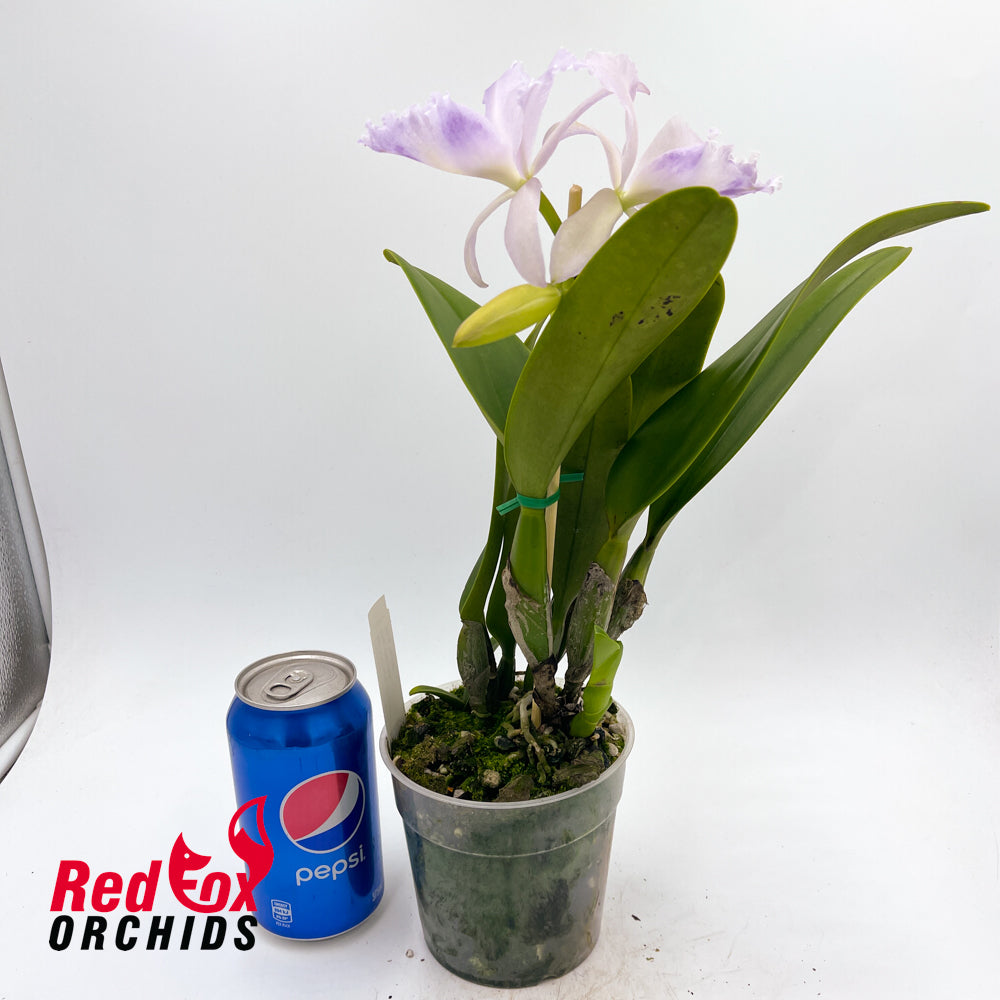 Brassolaeliocattleya Hsinying Bluejay fma. coerulea 'Blue Taiwan'