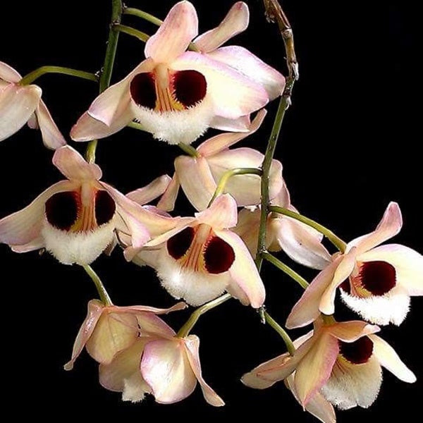 Dendrobium pulchellum