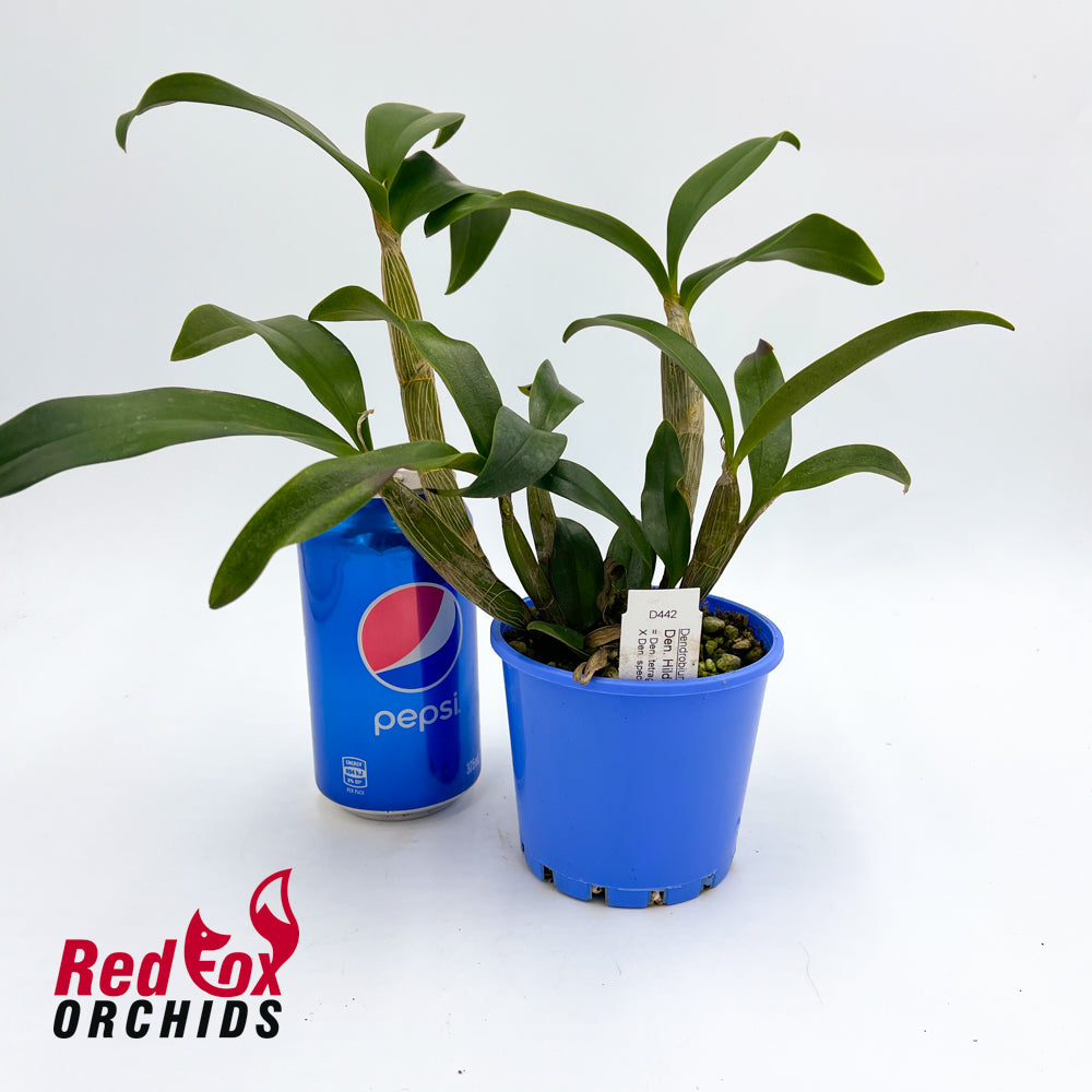 Dendrobium Hilda Poxon