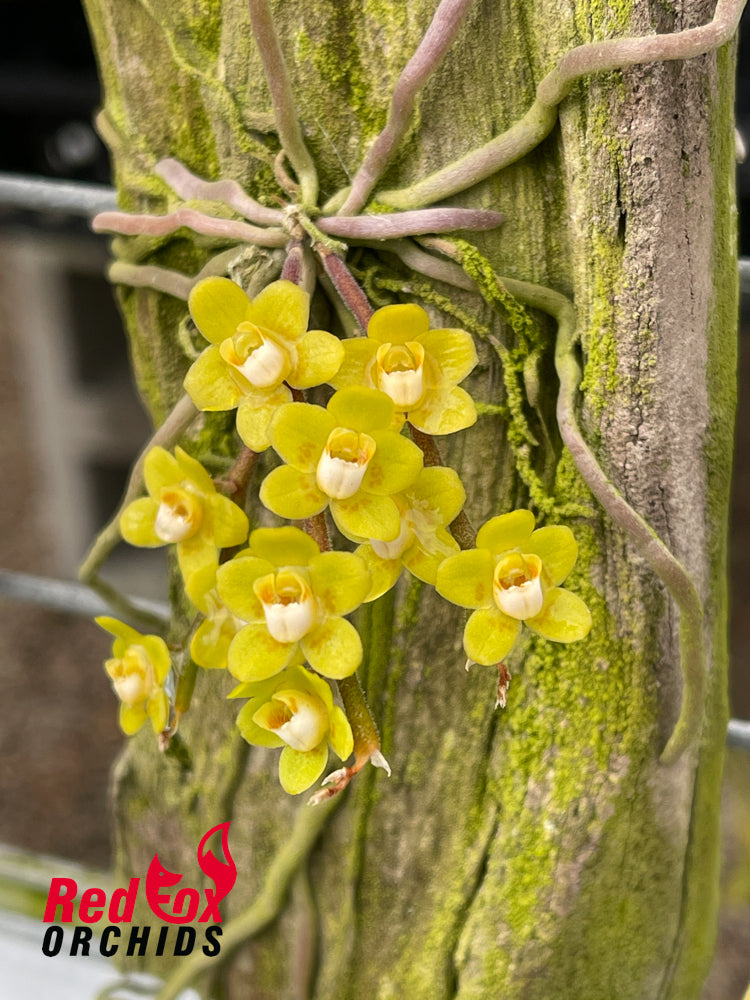 Chiloschista viridiflava x sib