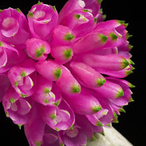 Dendrobium purpureum