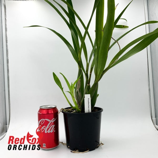 Prosthechea radiata