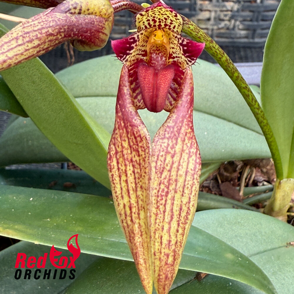 Bulbophyllum blaoense