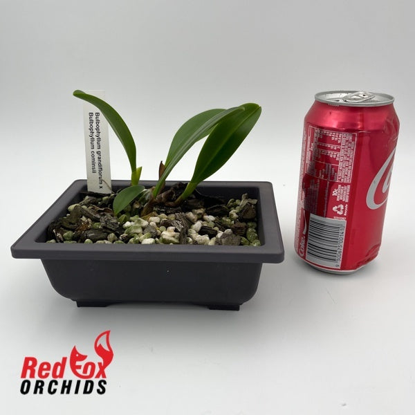 Bulbophyllum grandiflorum x cominsii