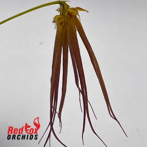 Bulbophyllum tingabarinum x treschii