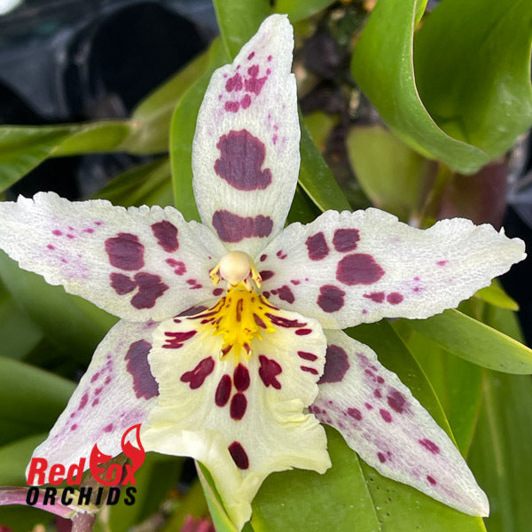 Beallara Tropic Lily 'Hilo Spaceship'