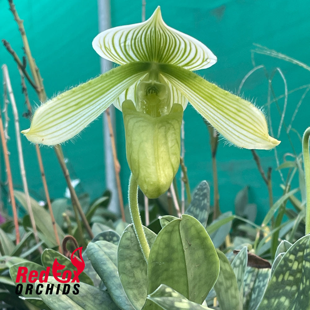 Paphiopedilum Shun-Fa Alex x Hilo Key Lime