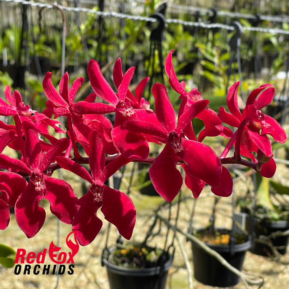 Renanstylis Junus Alsagoff (Rnst Azimah x Ren storiei)