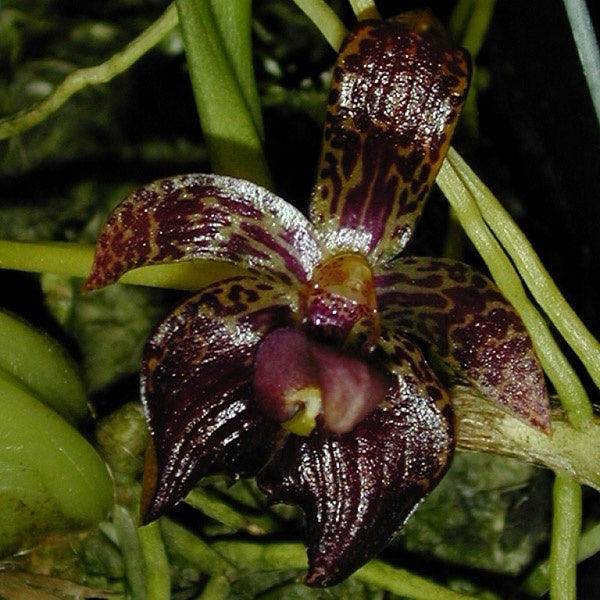 Bulbophyllum cornutum