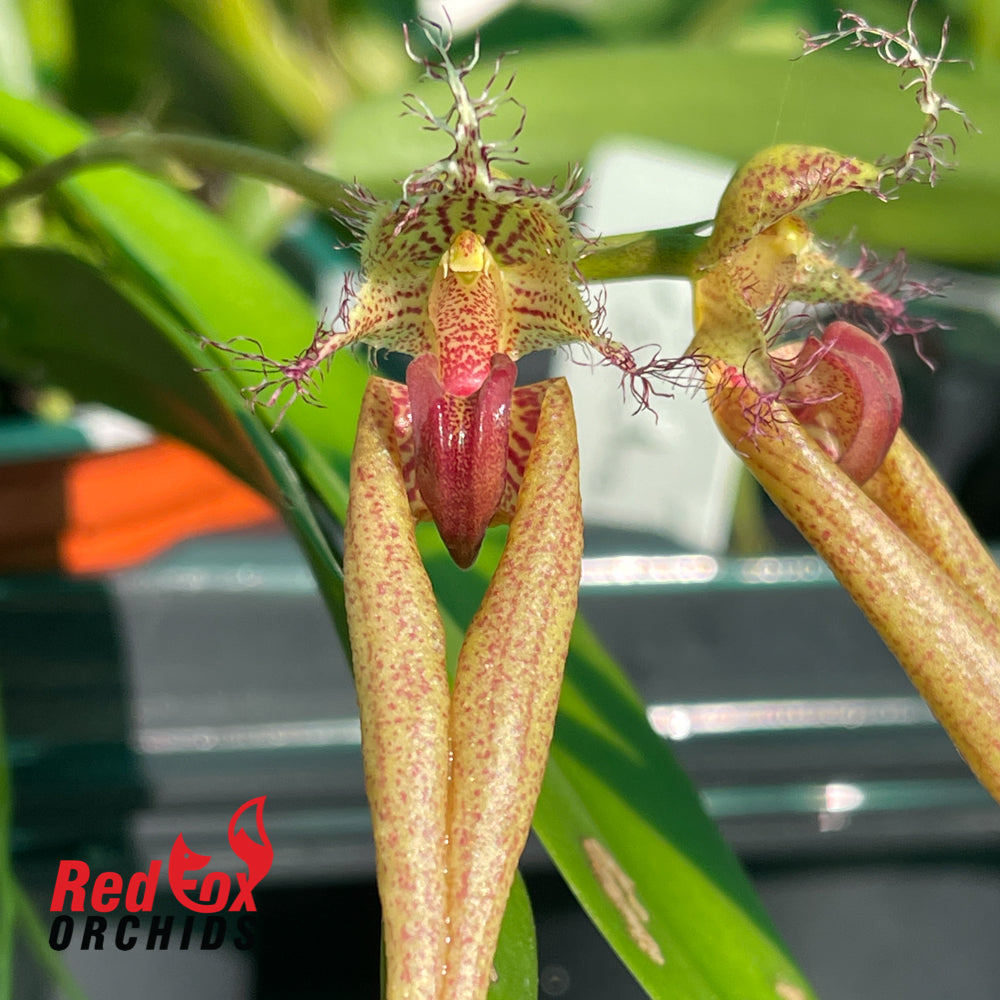 Bulbophyllum Rungsan Viraphadhli