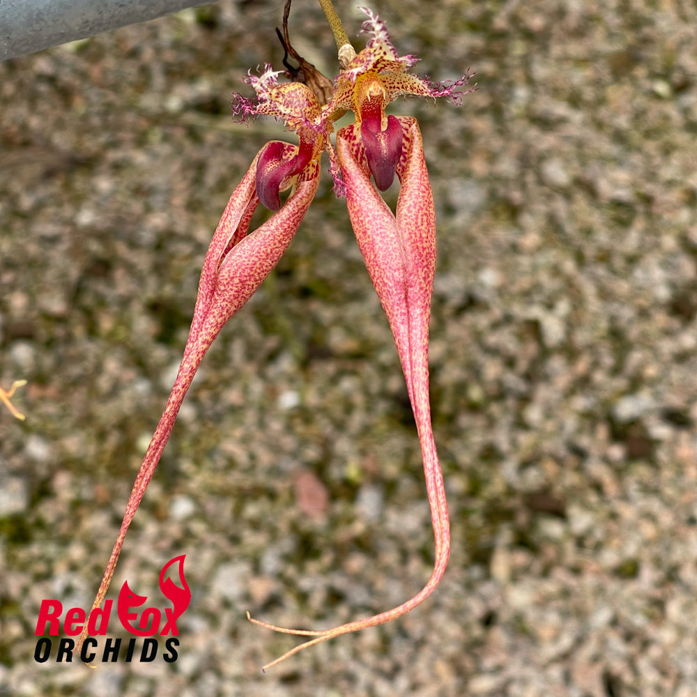 Bulbophyllum Rungsan Viraphadhli