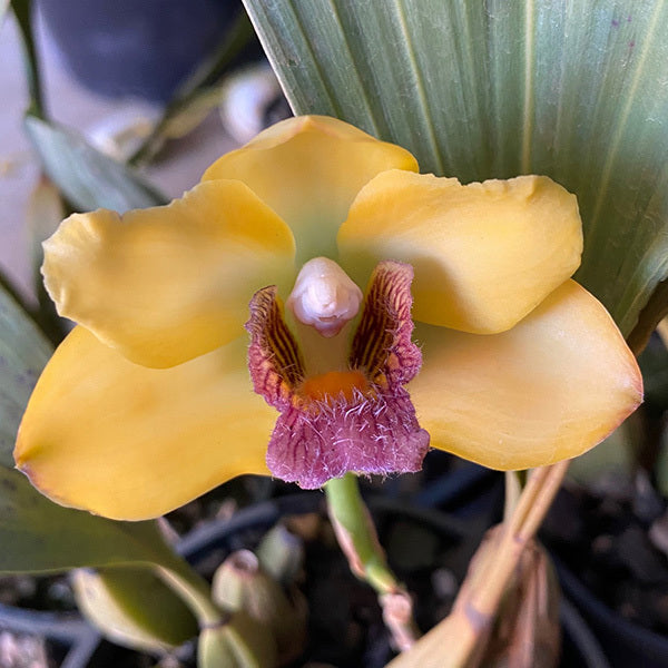 Bifrenaria harrisonae var citrinum