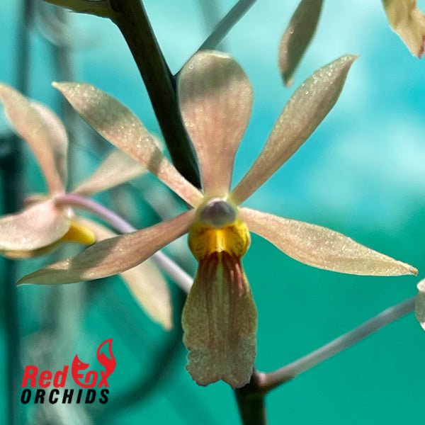 Holcoglossum subulifolium x Vanda curvifolium