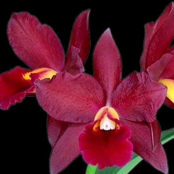 Cattlianthe Tutankamen