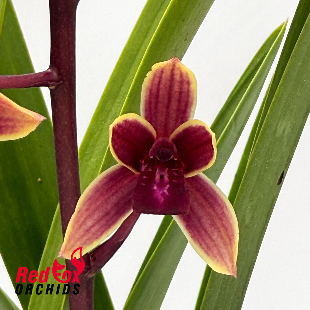 Cymbidium Ensi Canal 'Lady First'