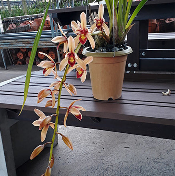 Cymbidium Pakkret Firestorm 'Jerry'
