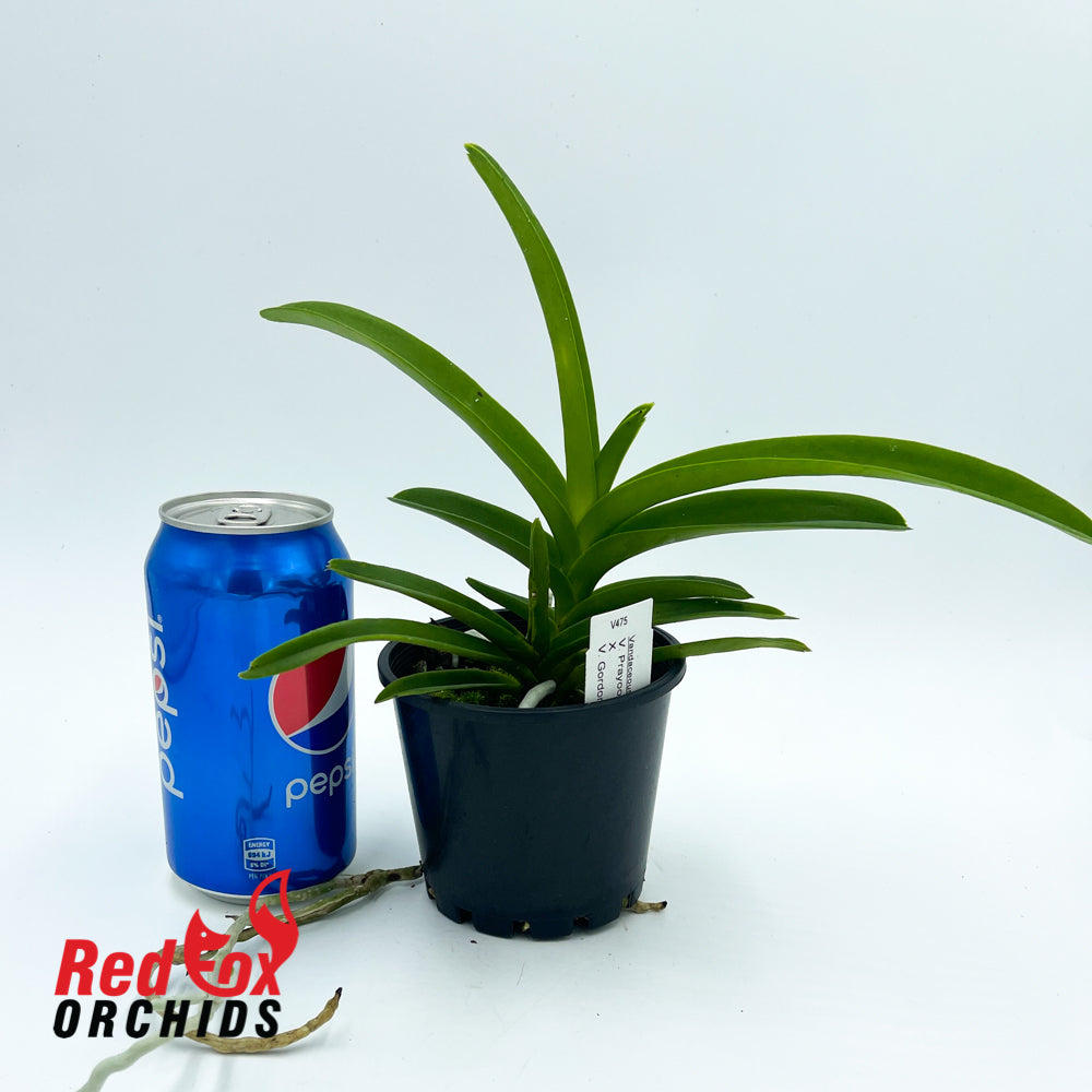 Vanda Prayoon Delight x Vanda Gordon Dillon Blue (4n)