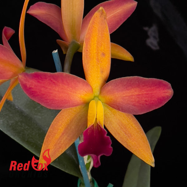 Laeliocattleya Tropical Trick 'Machado #3'