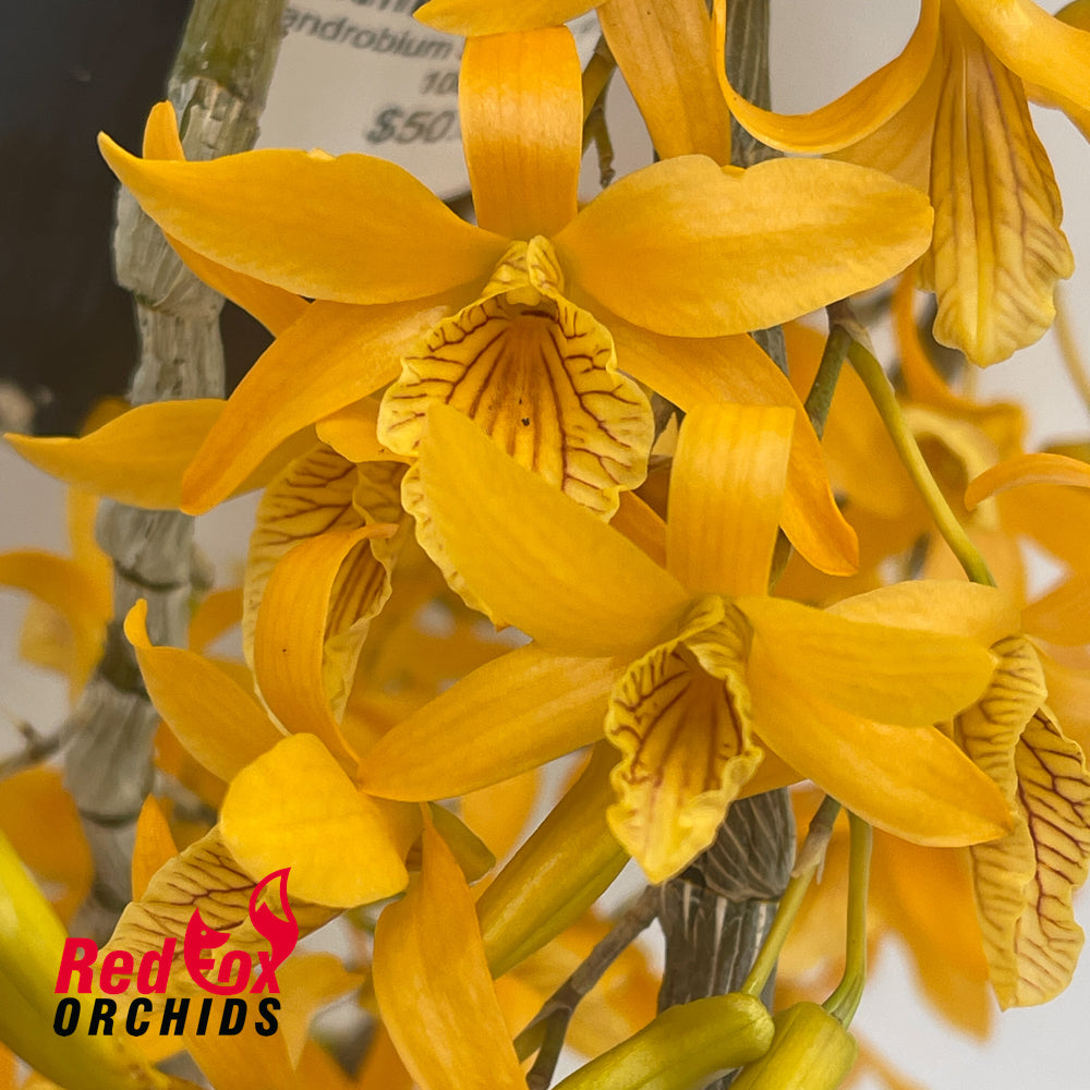 Dendrobium Stardust 'Firebird'
